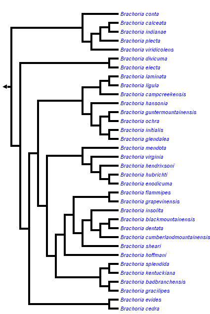 taxon links