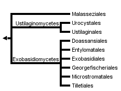 taxon links