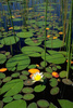 Nymphaea water lilies