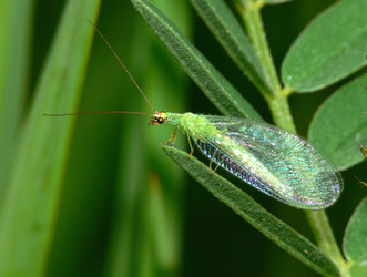 Green lacewing, Chrysopidae