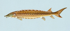 Shortnosed sturgeon