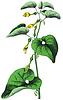 Birthwort, Aristolochia clematitis 