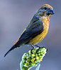 Red Crossbill