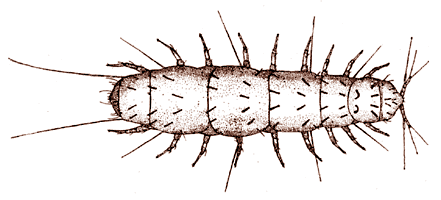 Pauropus huxleyi (Pauropodidae), dorsal view