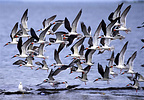 Black skimmer