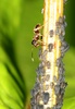 Ant farming aphids