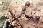 Aphaenogaster cockerelli workers attacking Acromyrmex versicolor queen