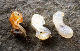 Aphaenogaster picea larva and pupae