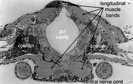 cross section of capricornia body wall