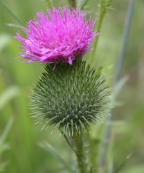 invasive bull thistle