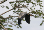 cocoi heron in flight