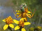 Goldenrod crab spider (Misumena vatia) watching bee, Arizona