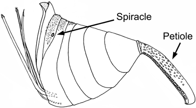 Evanioid metasoma showing spiracle number