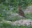 pacific golden plover