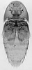 Paralimulodes wasmanni habitus