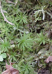  A moss growing on soil from the cloud forest near Xalapa, Veracruz, Mexico
