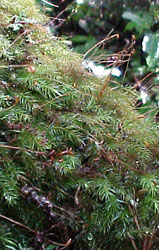 An epiphyte moss from the cloud forest near Xalapa, Veracruz, Mexico.
