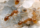 Temnothorax andrei worker caring brood